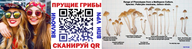 Галлюциногенные грибы Psilocybe  Слободской 