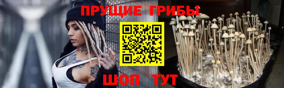 Псилоцибиновые грибы GOLDEN TEACHER Слободской